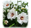 Гібіскус сирійський  Сноу Беррі, насіння (Hibiscus syriacus Snow Berrу)